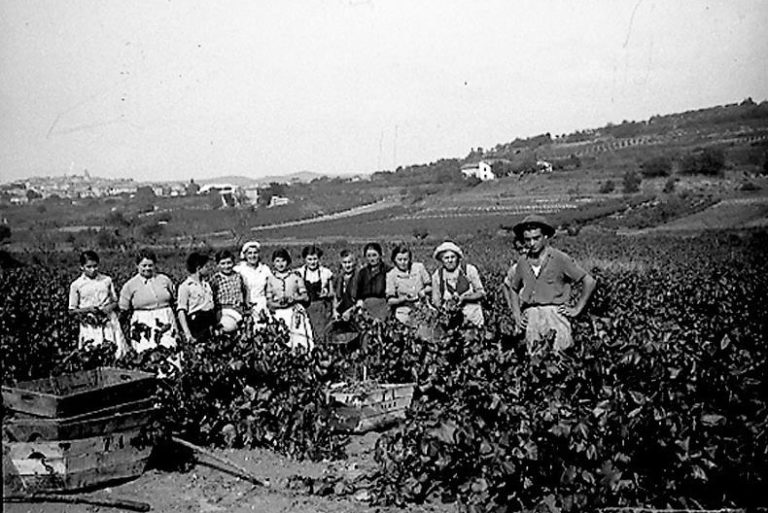 photo ancienne noire et blanc vignerons vendanges pierrevert
