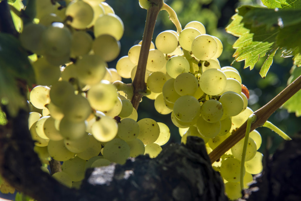 grappes raisin blanc pierrevert